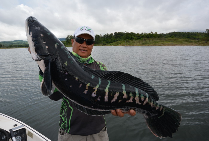 snake head fish thailand